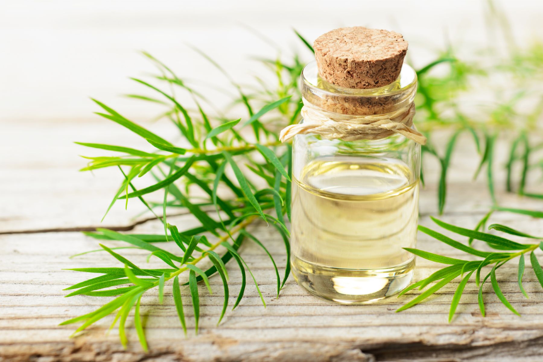 tea tree oil for hair